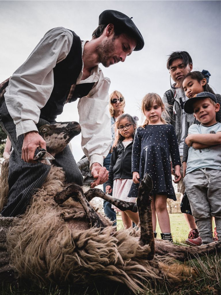 tonte traditionnelle forces mouton marqueze brebis espiaube